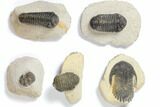 Lot: Assorted Devonian Trilobites - Pieces #119900-2